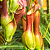 Exótica Planta Carnivora cor Vinho NEPENTHE VENTRATA (Estaca brotada)  (Kit 6) - Imagem 1
