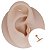 Piercing Labret Plug em Ouro Haste Titânio Raio - Imagem 1