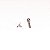 Piercing Microbell Ouro 18K Borboleta - Imagem 7
