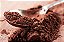 Chocolate em Pó 33% Melken Harald 1.01kg - Imagem 3