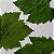 FOLHAS DE UVA - Imagem 4