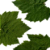 FOLHAS DE UVA - Embalagem 3Kg - Imagem 2