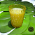 VELA AROMÁTICA COM CERA COCO -LINHA TROPICAL 110 GRAMAS - Imagem 3