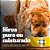 Ração Úmida Pedigree High Protein para Cães Adultos Sabor Porco e Carne ao Molho 85g - Imagem 3