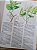 Plantas Que Curam (4 volumes) - Imagem 4