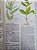 Plantas Que Curam (4 volumes) - Imagem 2