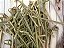 Espeto Bambu Knotted Sticks 9cm Pacote Com 50 Sticks Natural - Imagem 4