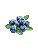 Blueberry - Capella - Imagem 1