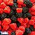 Boysenberry Raspberry - WF - Imagem 1