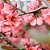 Cherry Blossom - TPA - Imagem 1