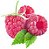 Pink raspberry - Chemnovatic - Imagem 1