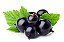 Blackcurrant - WF - Imagem 1