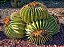 Mexican cactus - Molinberry - Imagem 1
