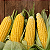 Corn - FA - Imagem 1