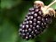 Boysenberry - Flavor Jungle (FJ) - Imagem 1