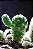 Cactus - Super Aromas - Imagem 1