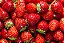 Succulent Strawberry - One Stop DIY - Imagem 1