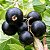 Black Currant - Capella - Imagem 1