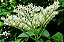 Elderflower - FLV - Imagem 1