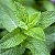 Mint - Capella - Imagem 1