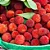 Yangmei Berry - WF - Imagem 1