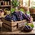 Purple Grape - WhalEssence - Imagem 1