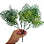 PICK COSTELA ADAO 34 CM - VRD C/ 1 UN CROMUS - Imagem 3