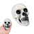 CAVEIRA C/ DENTES PLAST 7,5X6X5,3CM ENFEITE HALLOWEEN - Imagem 1