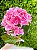 Haste Hortênsia 63cm Rosa C/ 1un Cromus - Imagem 4