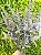 Pick Eucalipto e Lavanda 40cm Cromus - Imagem 2