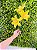 Buquê Lírio 68cm Amarelo Artificial Para Decoração Enfeite Cromus 1062223 - Imagem 5