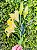 Buquê Lírio 68cm Amarelo Artificial Para Decoração Enfeite Cromus 1062223 - Imagem 2