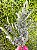 Buquê Lavanda 57cm Verde Artificial 1093494 Cromus - Imagem 6
