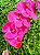 Haste Orquídea 98cm Rosa Artificial Cromus 1086408 - Imagem 4