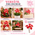 Pick Cogumelos Vermelho E Branco 12cm C/1un Natal Cromus 1046812 - Imagem 7