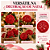 Bola Rattan Vermelho 15cm C/1un Natal Cromus 1010078 - Imagem 6
