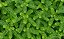 Chá Quebra Pedra 100% Folhas 30g Kampo de Ervas - Imagem 2