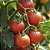 Passata de Tomate Orgânico Certificado Sem Conservantes 330g - Imagem 2