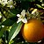 Água de Flor de Laranjeira 250ml Chtoura Garden  - Culinária Cosmética - Imagem 2