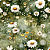 D2414 - Verdes Campos Margaridas - Imagem 1