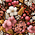 D2621 - Magistral Flores e Frutinhas - Imagem 1