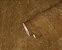 Papel de Parede TRENDWALL 380443 - Imagem 3