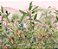 Painel de Parede BIOMAS 83264 - Imagem 1