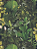 Papel de Parede TRENDWALL 2 396981 - Imagem 1