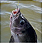 Anzol Para Pesca AF Auto Flip Fisga Automática BlackNiquel Com Varias Medidas 5 Cartelas - Imagem 4