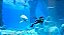 Endless Ocean Luminous - Nintendo Switch - Imagem 4