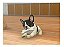 Nintendogs + Cats: French Bulldog & New Friends - Nintendo 3DS - Imagem 4