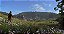 Kingdom Come: Deliverance Royal Edition - PS4 - Imagem 4