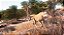 Hunting Simulator - Nintendo Switch - Semi-Novo - Imagem 4