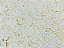 Splendore Gold Soft - Imagem 2